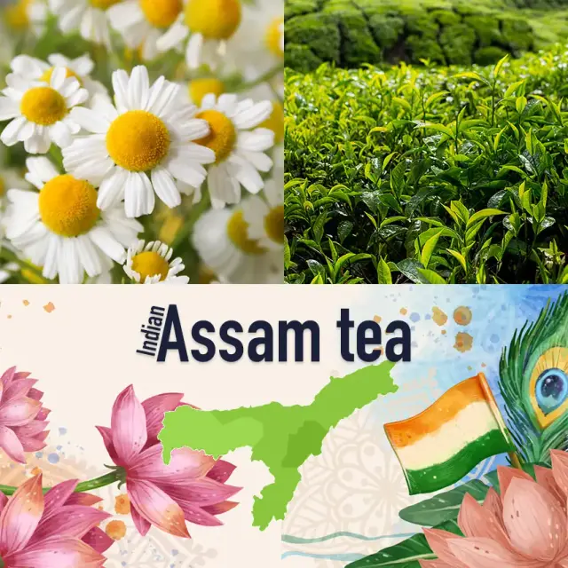 Ceai verde indian cu flori de mușețel, regiunea Assam