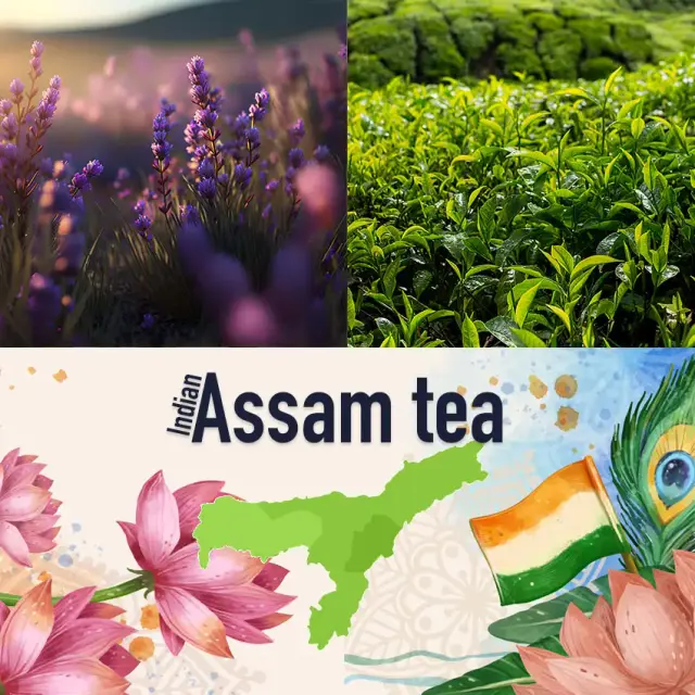 Ceai verde indian cu flori de lavandă, regiunea Assam