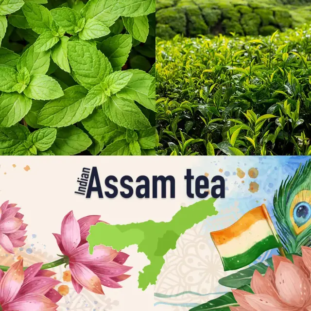 Ceai verde indian cu mentă, regiunea Assam